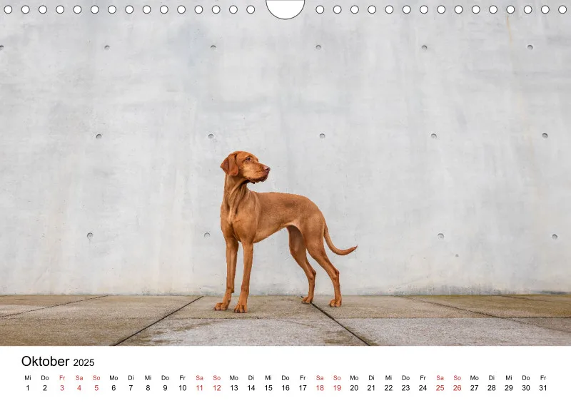 Berlin City Dogs A4