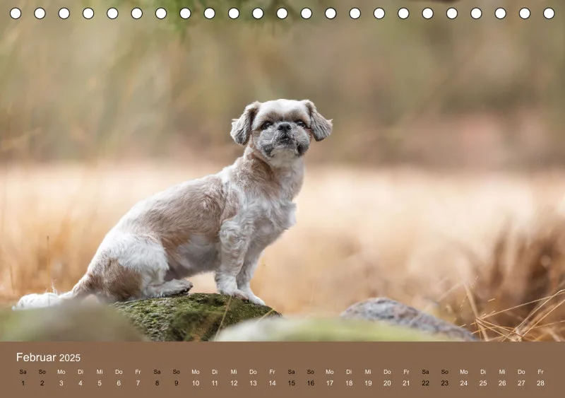 Hunde im Fokus A5