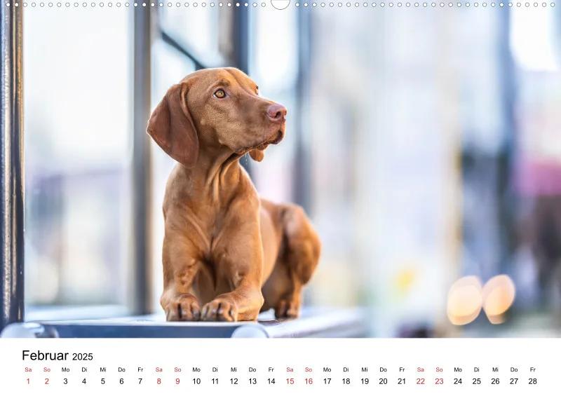 Berlin City Dogs A2
