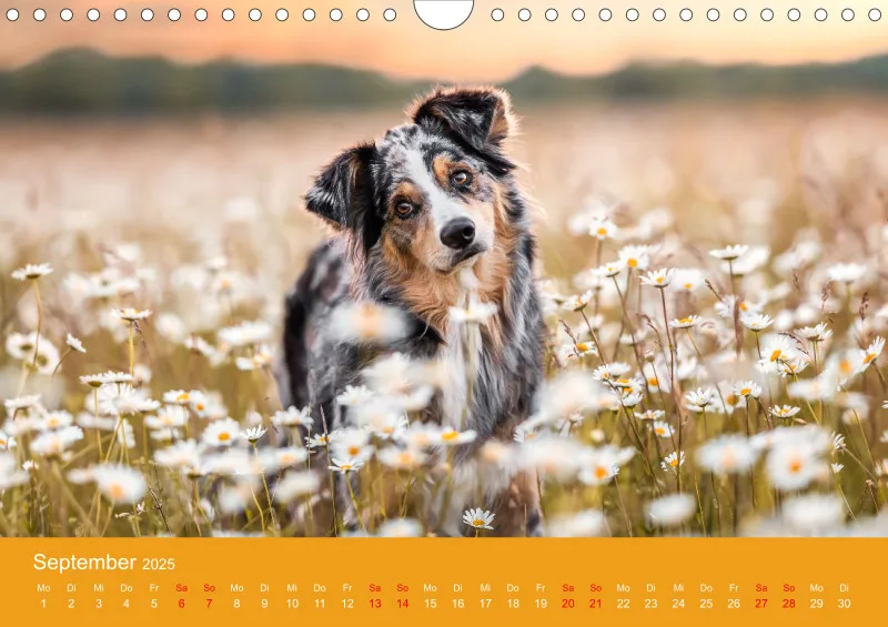 Hunde im Fokus A4