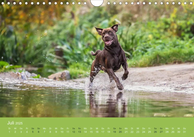 Hunde im Fokus A4
