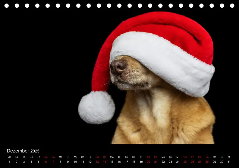 Hunde im Fokus A5