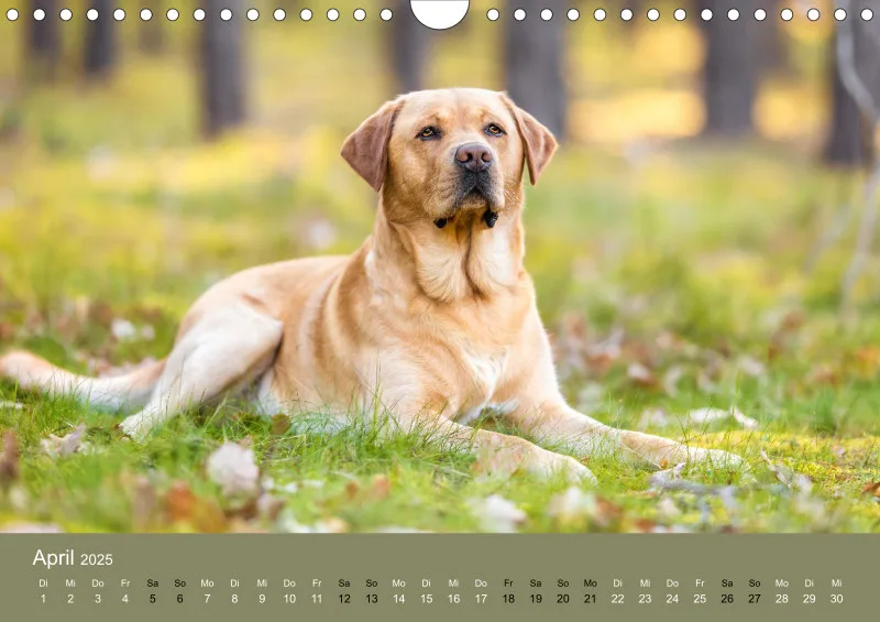 Hunde im Fokus A4