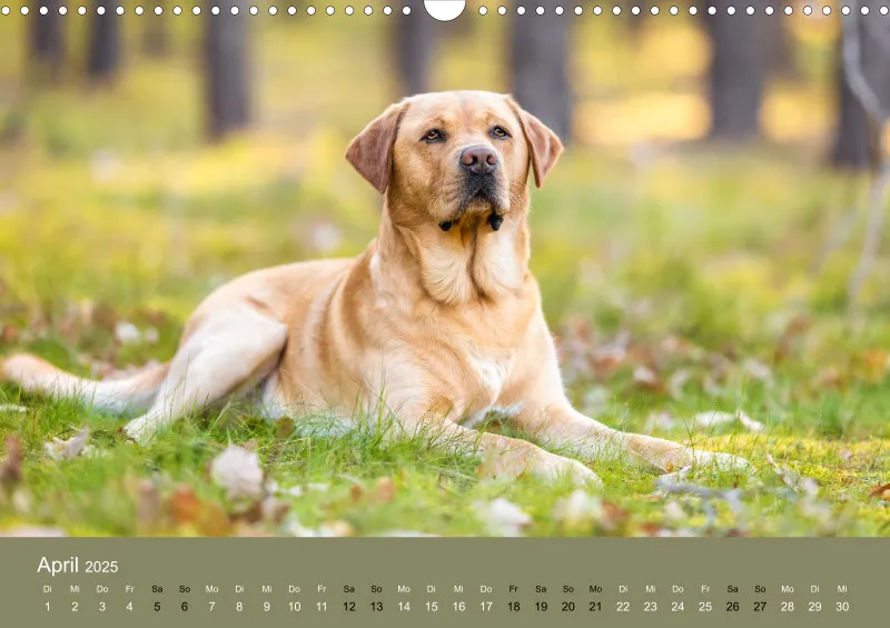 Hunde im Fokus A3