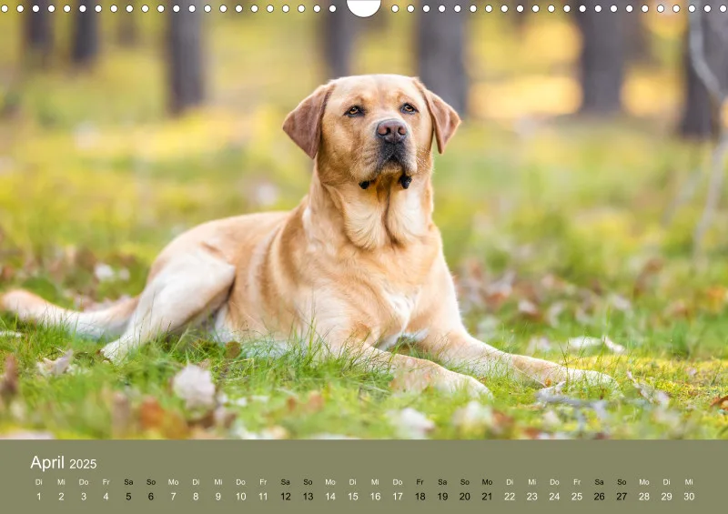 Hunde im Fokus A3