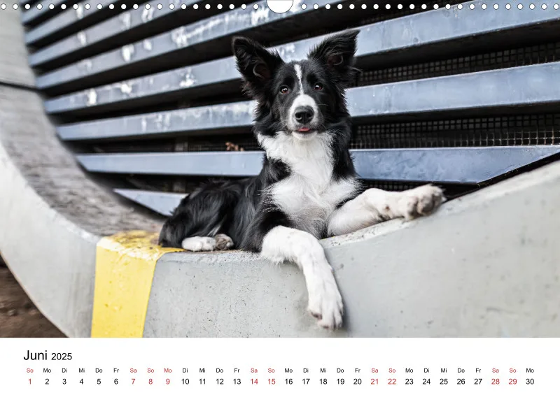 Berlin City Dogs A3