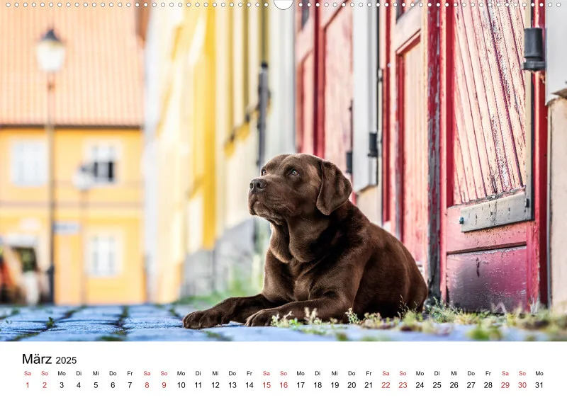 Berlin City Dogs A2