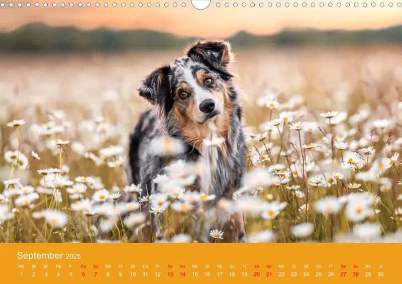 Hunde im Fokus A3