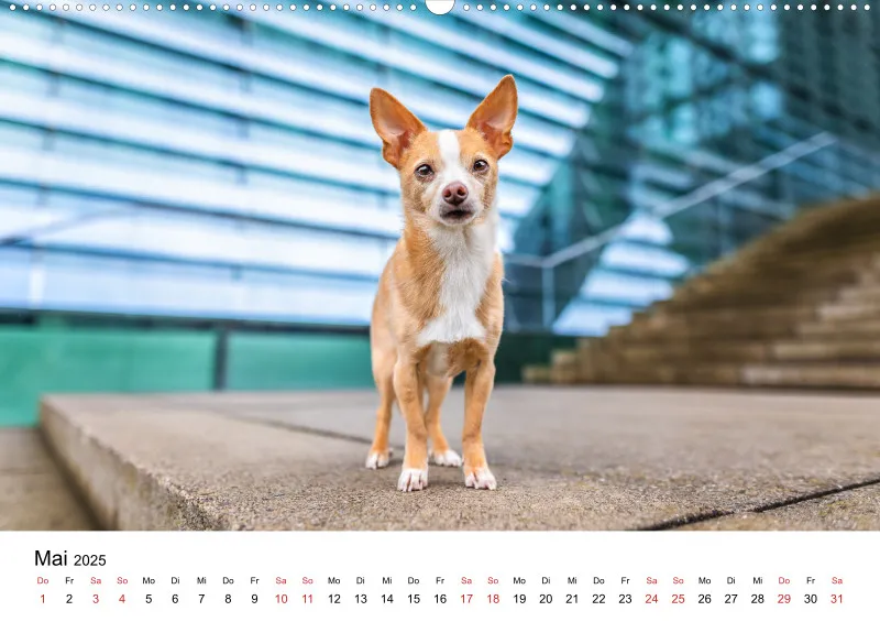 Berlin City Dogs A2