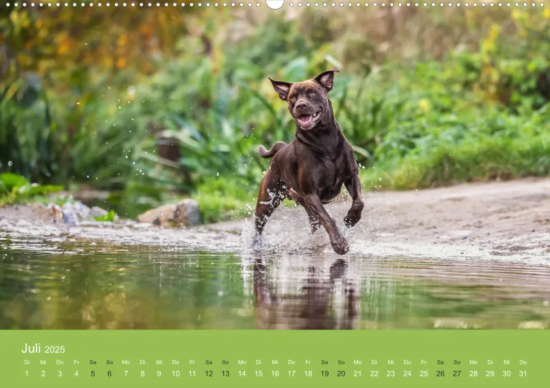 Hunde im Fokus A2