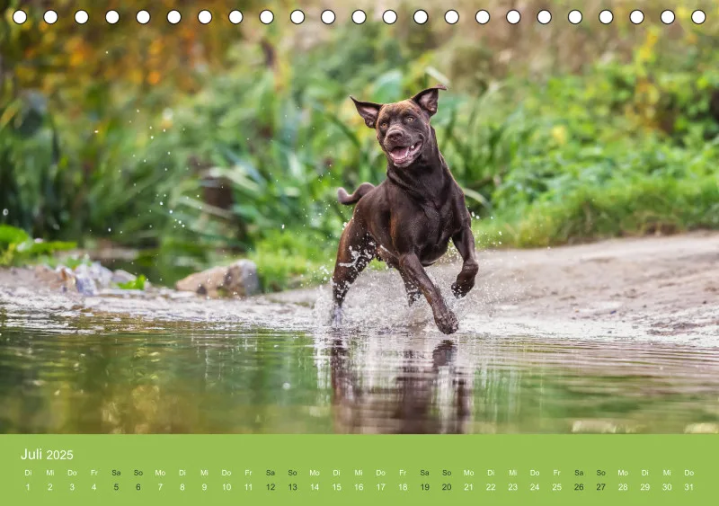 Hunde im Fokus A5
