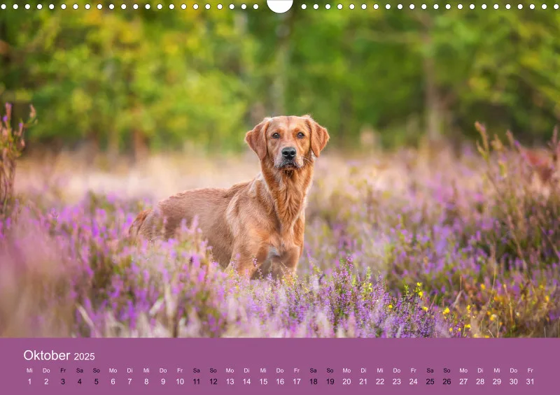 Hunde im Fokus A3