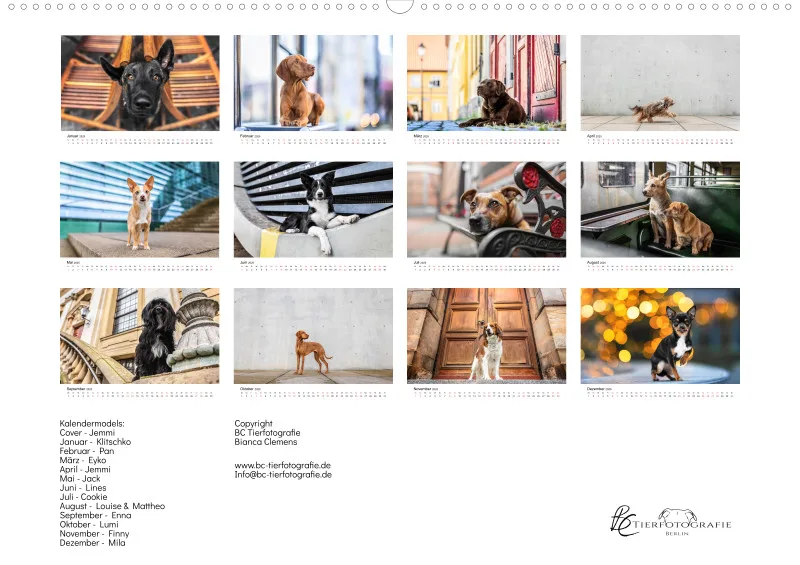 Berlin City Dogs A2