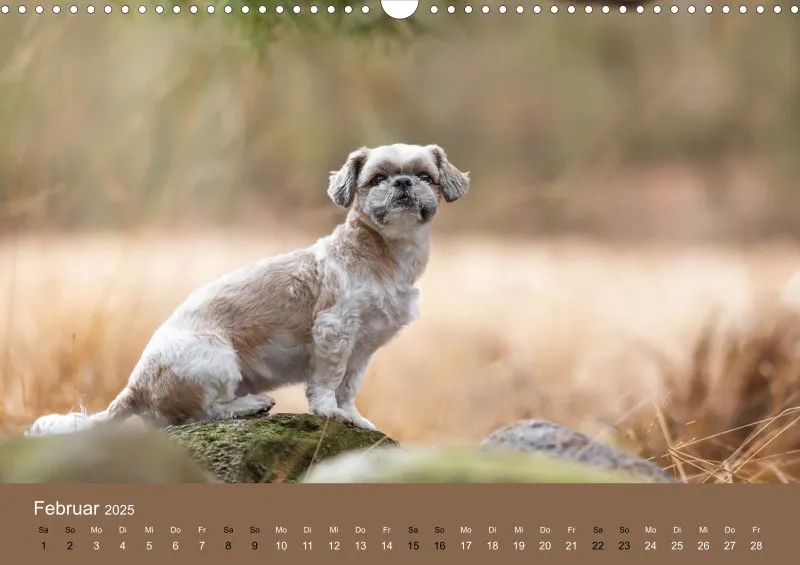 Hunde im Fokus A3