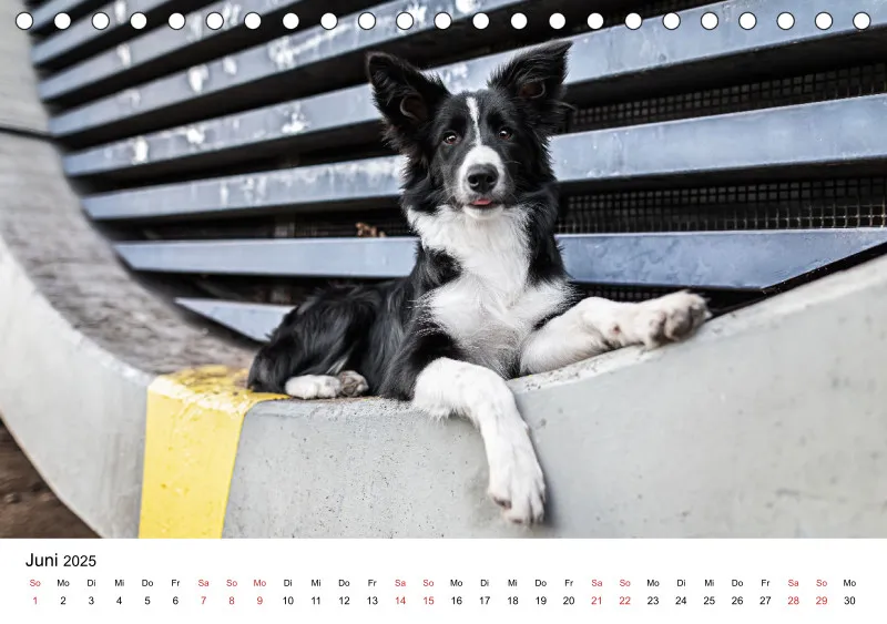 Tischkalender Berlin City Dogs