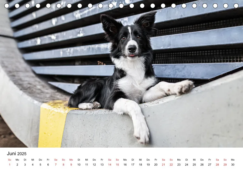 Tischkalender Berlin City Dogs