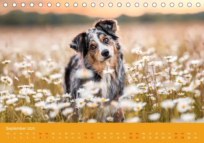 Hunde im Fokus A5