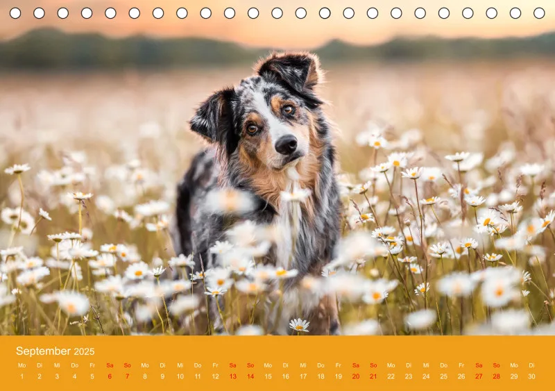 Hunde im Fokus A5
