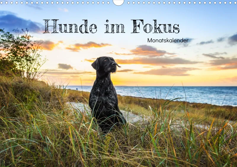 Hunde im Fokus A3