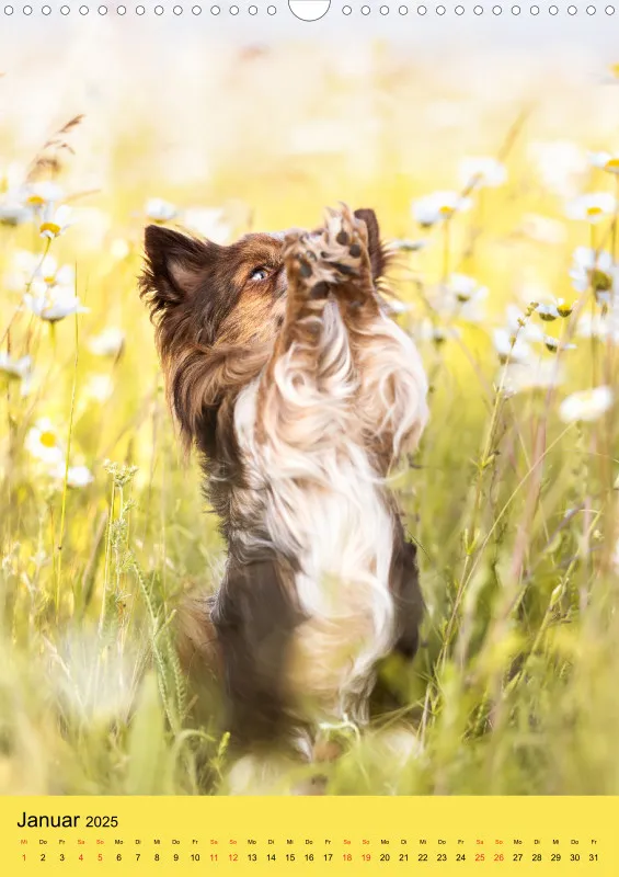 Hundeportraits A3