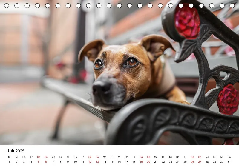 Tischkalender Berlin City Dogs
