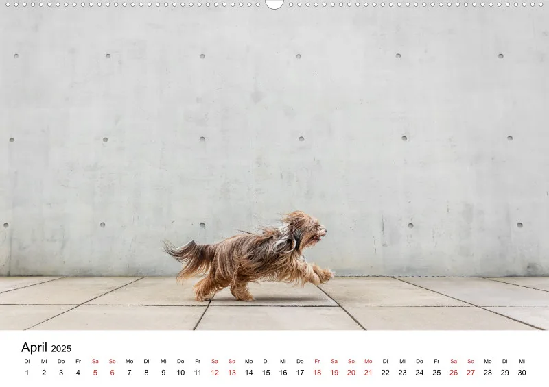 Berlin City Dogs A2