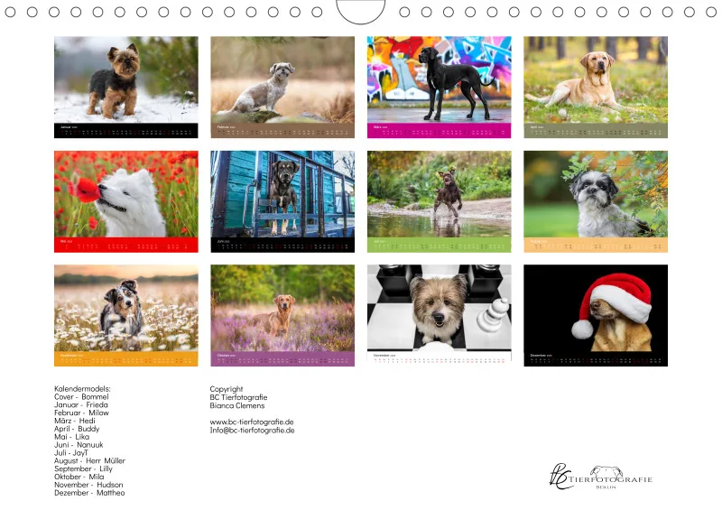 Hunde im Fokus A4