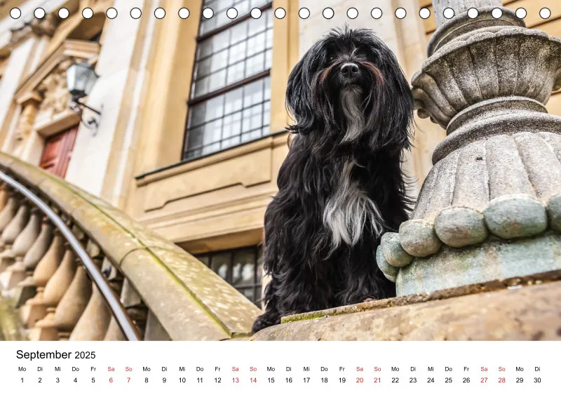 Tischkalender Berlin City Dogs