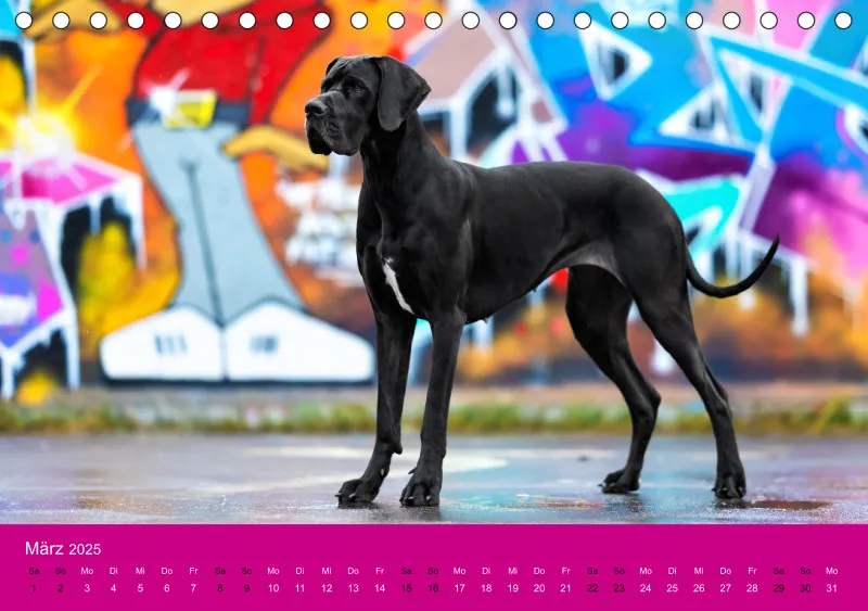 Hunde im Fokus A5