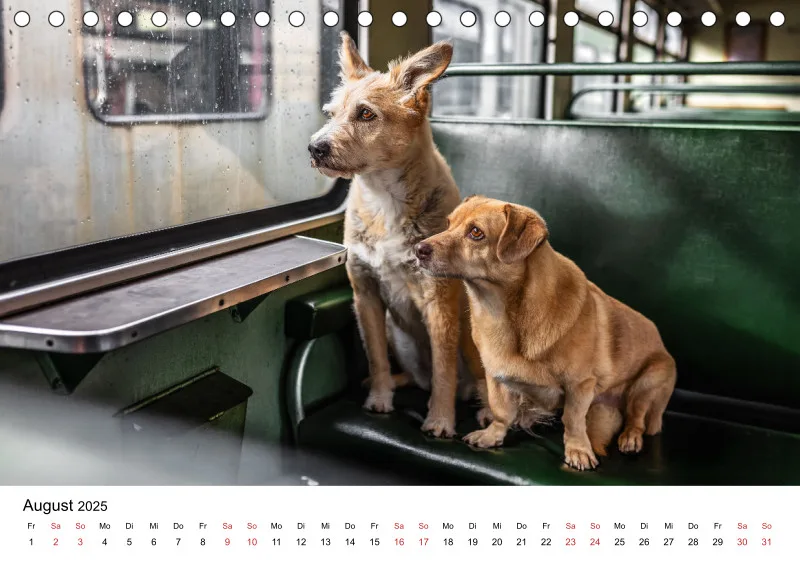 Tischkalender Berlin City Dogs
