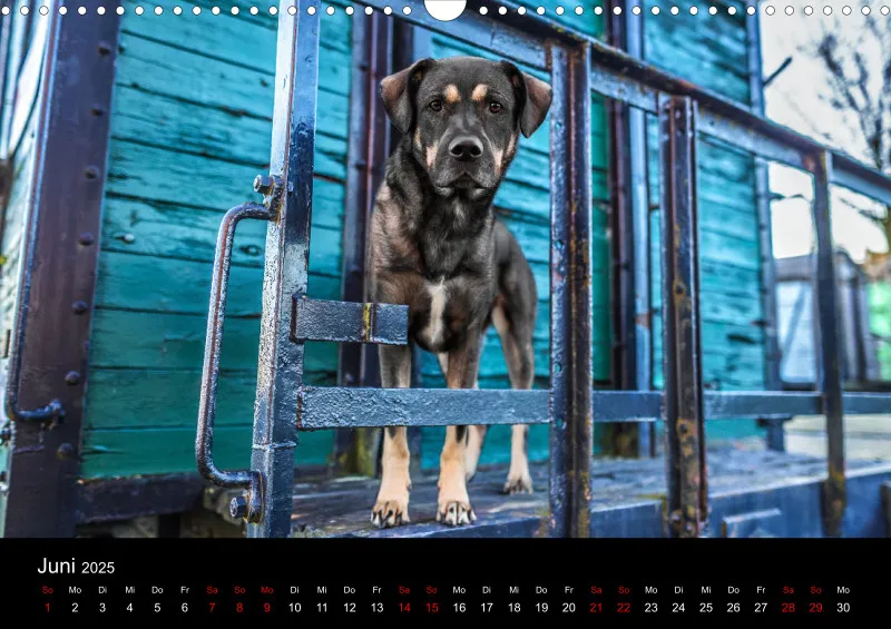 Hunde im Fokus A3