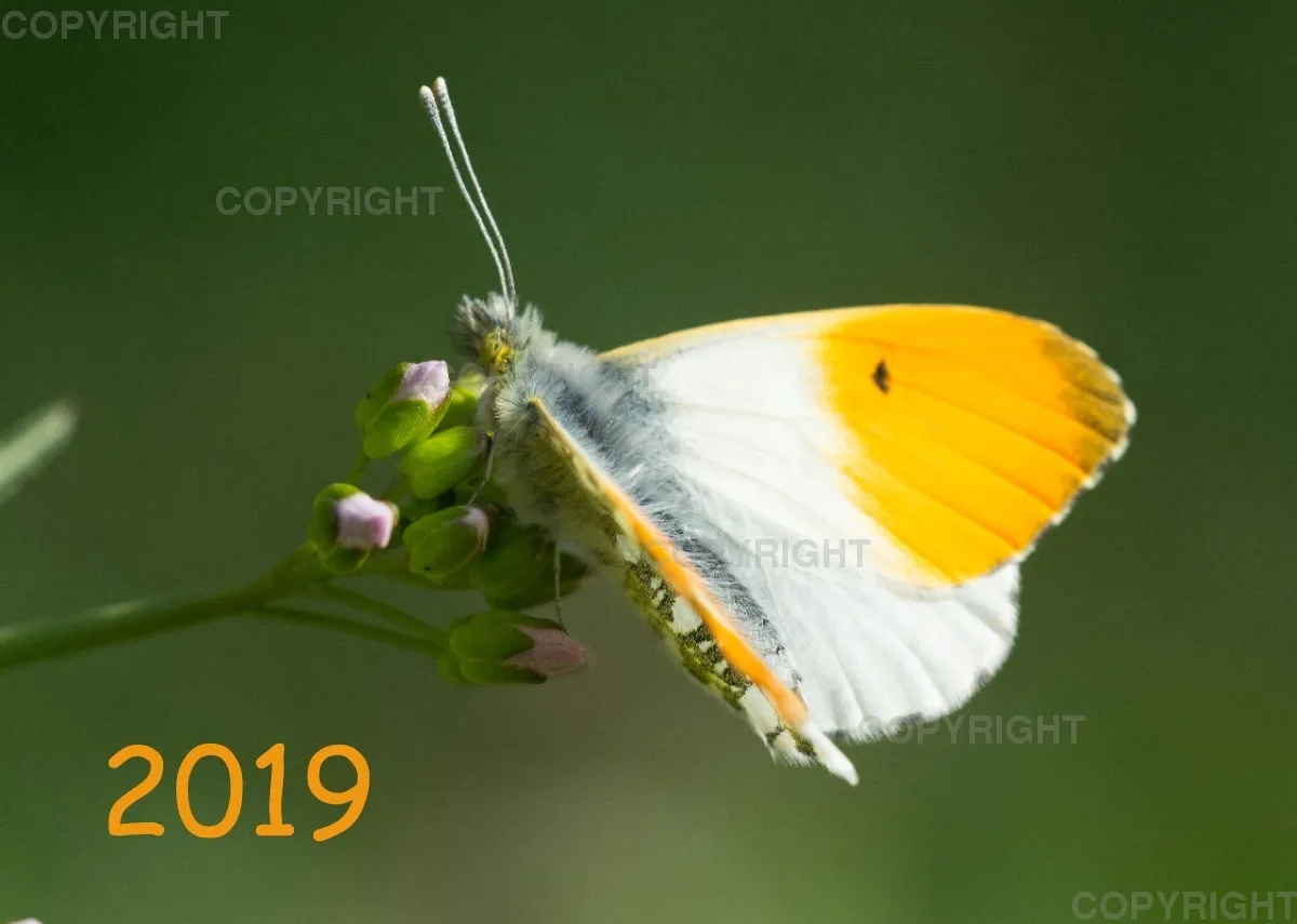 Fotokalender 2019