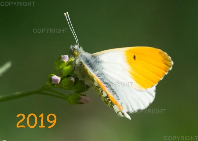 Fotokalender 2019