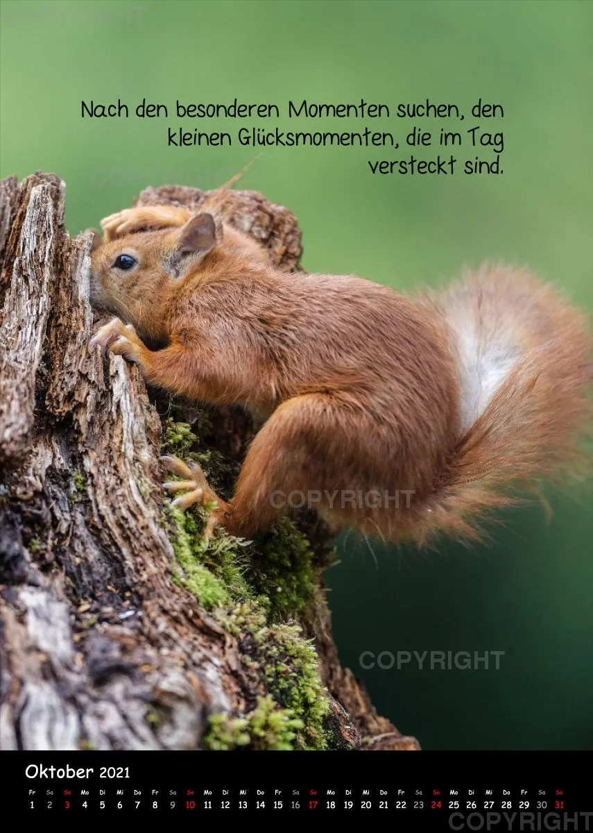 Fotokalender / 2021