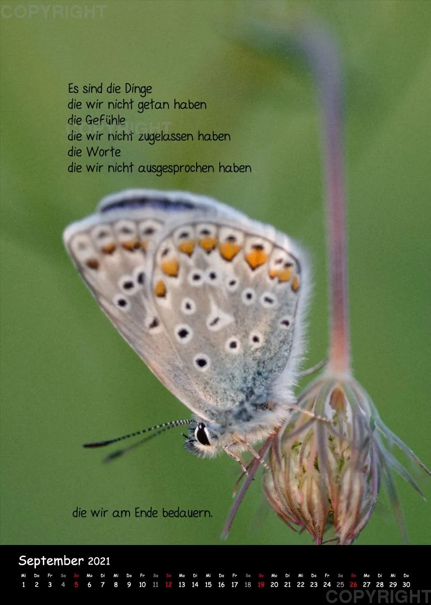 Fotokalender / 2021