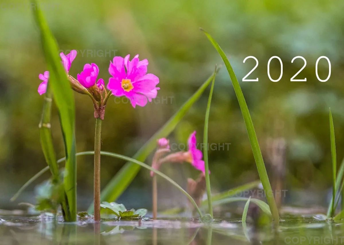 Fotokalender 2020