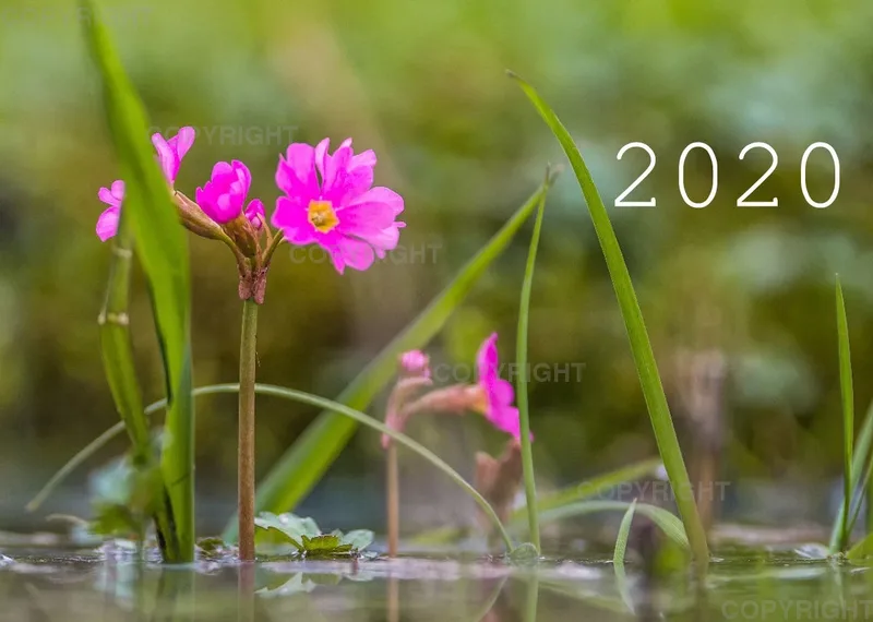 Fotokalender 2020