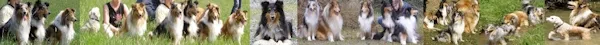 Bergische-Colliefreunde