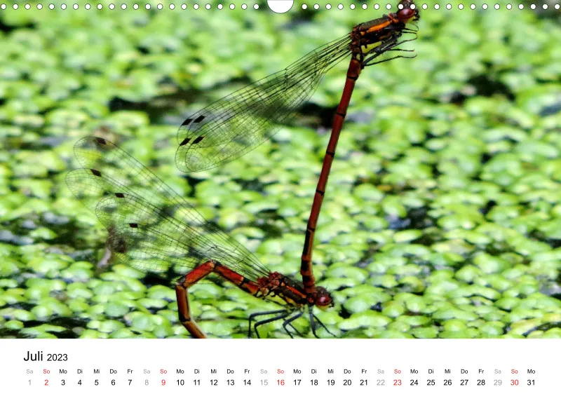 Bertman's Kalender 5 - Tiere