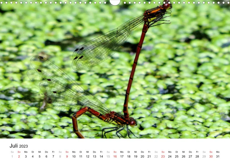 Bertman's Kalender 5 - Tiere