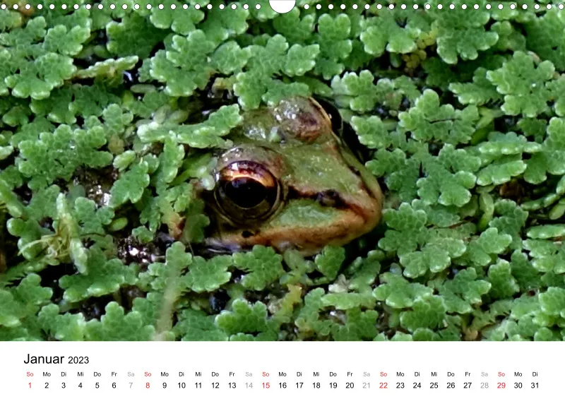 Bertman's Kalender 5 - Tiere