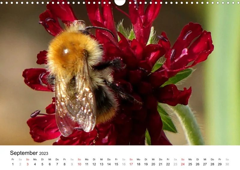 Bertman's Kalender 3 - Botanik
