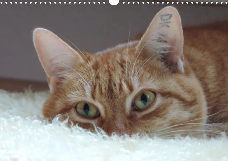 Bertman's Kalender 5 - Tiere