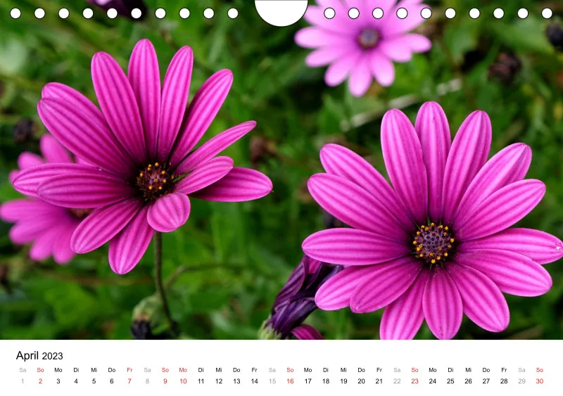 Bertman's Kalender 6