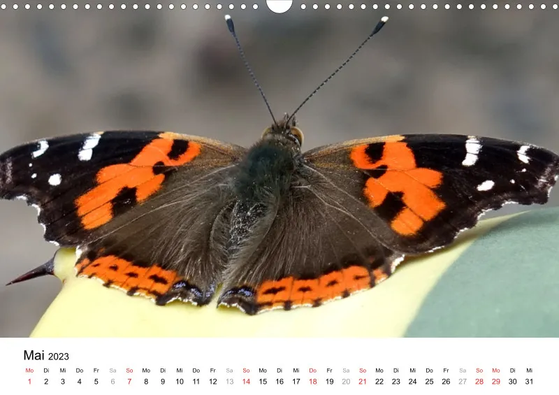 Bertman's Kalender 5 - Tiere