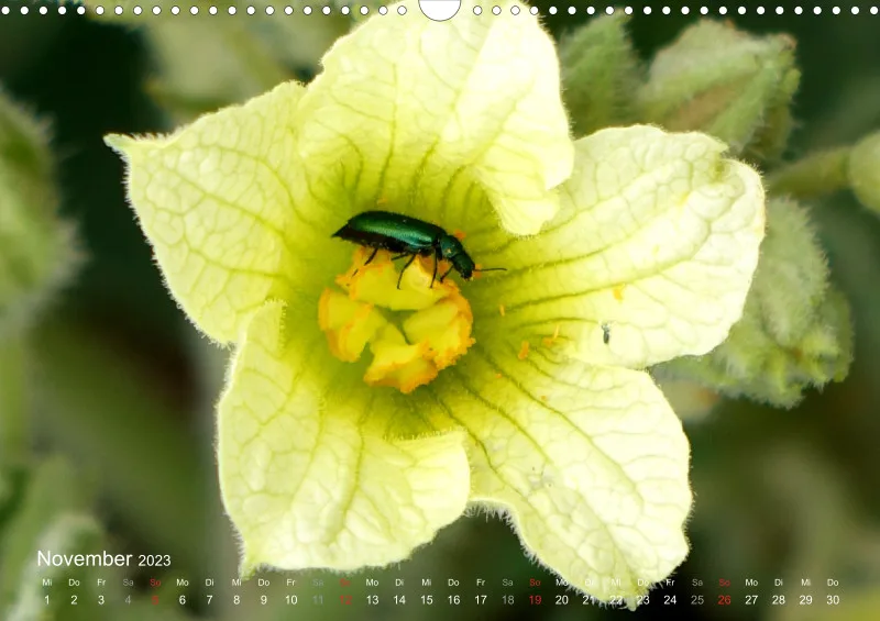 Bertman's Kalender 7