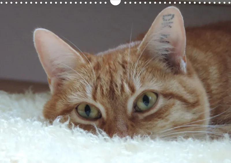 Bertman's Kalender 5 - Tiere