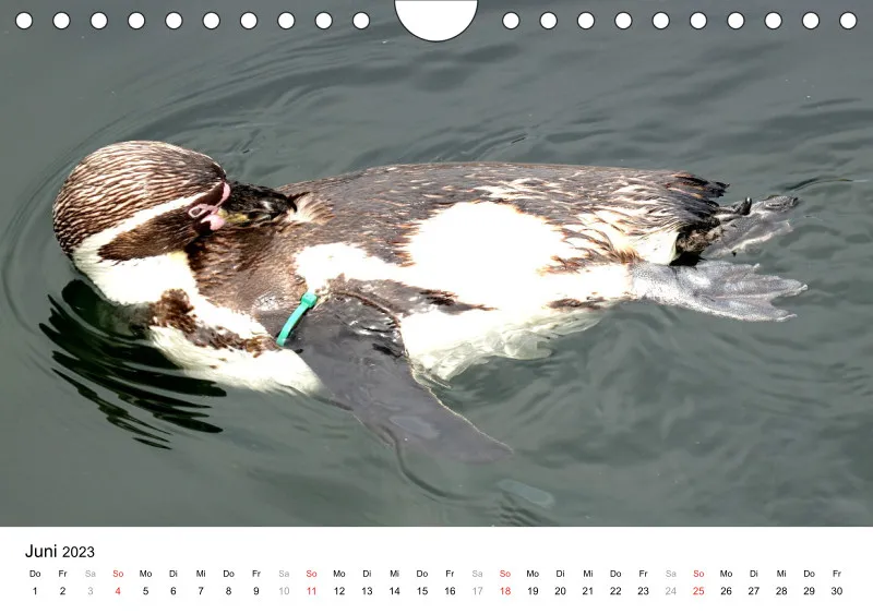 Bertman's Kalender 6