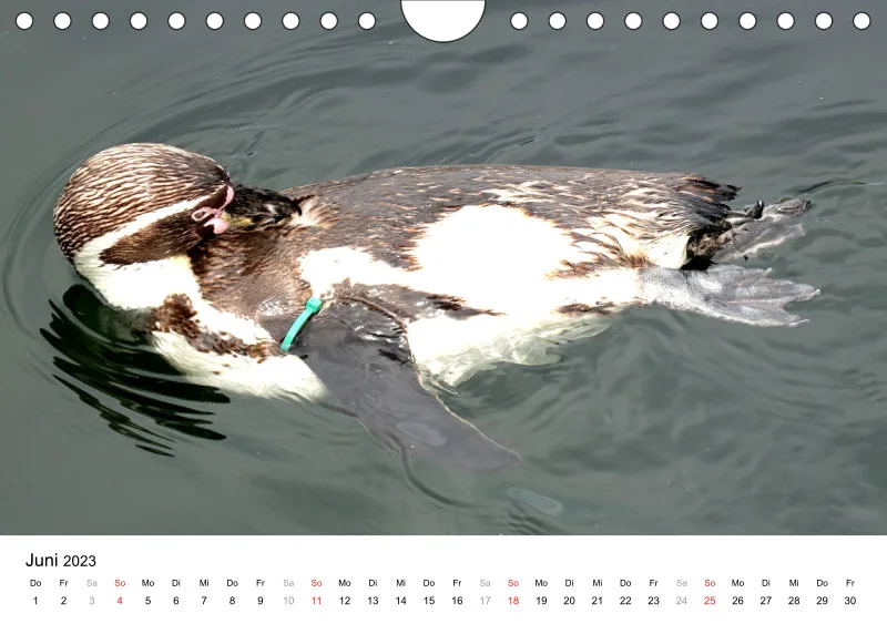 Bertman's Kalender 6