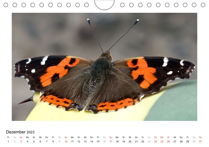 Bertman's Kalender 6